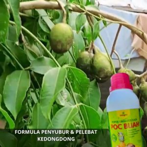 Pupuk Buah Kualitas Tinggi untuk Kedondong