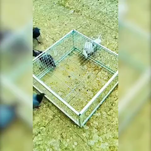 【กรุงเทพการจัดส่ง】เพนียดดักนก กรงกับดักนกพิราบ กรกดักนกเขา กรงนกพิราบ ที่ดักนก กรงนกทางเดียว จับภาพต่อเนื่อง ทำความสะอาดง่าย