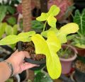 tanaman hias philodendron violin Golden  bipenifolium/ violin yellow / vilolin varigata / tanaman bunga cantik / tanaman indoor dan outdoor. 