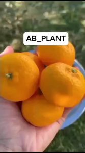 Bibit Jeruk Mandarin Asli Berbuah Super Manis