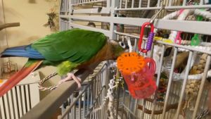 Super Bird Creations Mug Forager Bird Toy