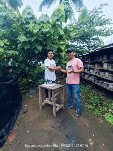 madu trigona murni 100%