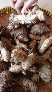Rimpang Temu Ireng 500gr atau Temu Hitam Segar - Asli Gunung Kidul