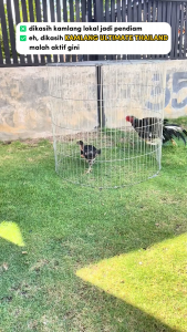 Paket hemat Ultimate Kamlang Super Thai Jamu Ayam ADUAN ORIGINAL MEMBUAT AYAM AGRESIF & GAIRAH TARUNG TINGGI