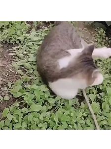 510ml Flea Remover Spray Kutu Kucing Bebas Kutu Anjing Tidak Beracun 100% Bahan Alami