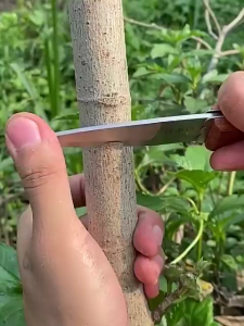 Paket Grafting Tape + Pisau Okulasi Lokal gagang hitam+Gunting dahan paket 3in1 Sambung Pucuk Cangkok