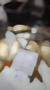 Essen Ikan Mas Indukan Rame Samudra Fishing Amis Wangi Kopi Moka Sereh Terong Strawberry Doger Garlik Gacor Untuk Siang Malam