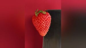 【Brewed Ready-to-Eat】 Hericium Erinaceus Milk Oatmeal 500g