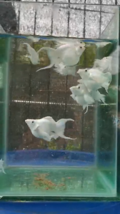 Platinum White Balloon Molly / Molly Fish / Ikan molly / Live fish / Aquascape / Molly Balloon / Aquarium / Ornamental fish / ikan hiasan / ikan hidup / white molly/茉莉鱼 / 玛丽鱼