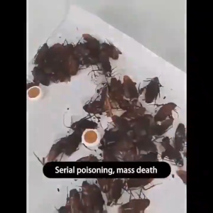 Kill the whole nest 16Pcs cockroach killer Safe Non-Toxic cockroach trap cockroach bait ipis killer cockroach repellant