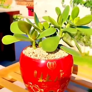 Vòng Sắt Cắt Nắp Chai Rượu Thủy Tinh Tiện Dụng 8.5cm