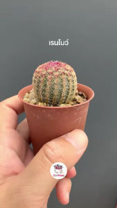 เรนโบว์ Echinocereus Pectinatus Rubispinus แคคตัส กระบองเพชร cactus&succulent