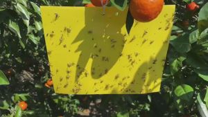 Double Sides Yellow Sticky Trap Insect Stick Strong Sticky Flies Solution for Fruit Fly Infestation Pelekat Serangga lalat buah Control Fruit Fly Populations 果蝇粘虫板 delivery today