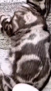 แปรงหวีขนสัตว์เลี้ยง Pet Hair Brush DAHK Pet