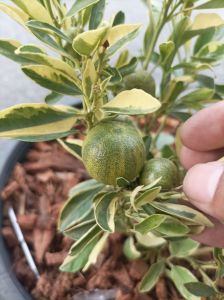 ส้มจี๊ดด่าง(ด่างถึงผล)