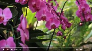 Growth Technology Orchid Focus Repotting Mix 8L (carefully selected graded bark to ensure a superb balance of air and moisture that is ideal for Phalaenopsis Cambria-type (Oncidium) Cymbidium DendrobiumPaphiopedilum Vanda and Cattleya
