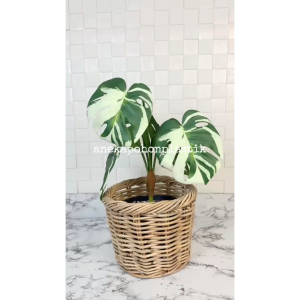 Pohon Imitasi Daun Artificial Monstera Variegata X5 Latex Cover Keranjang Rotan Bulat Tanaman Dekorasi Studio Aesthetic