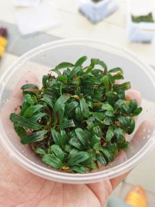 Aquatic Best Channel[ABC] - Aquaplant - Bucephalandra Mini