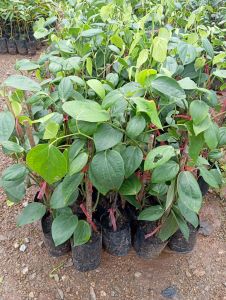 ต้นพริกไทย ชุมพร ชุด2ต้น