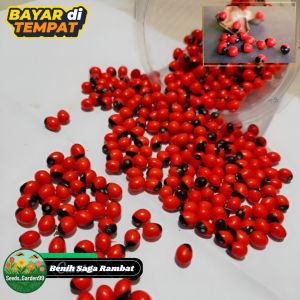 50 BUTIR BIJI/BENIH TANAMAN SAGA RAMBAT HITAM MERAH (Bisa untuk bahan kolase)