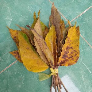 Koleyang Daun Kemiri Paket 20 Lembar