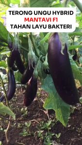 Benih Terong Ungu Panjang MANTAVI F1 5 gram Cap PERMATA HIJAU