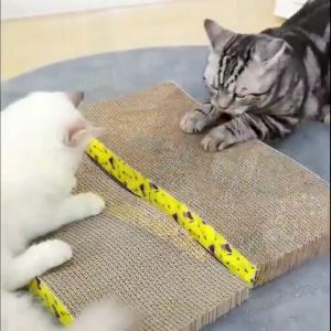 Kitten Scratching Board: A Comprehensive Guide