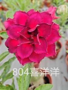 Adenium Kemboja Bonsai ID 804/富贵花