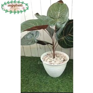 Tanaman Hias Artificial Alocasia Violet X9 Pot Tawon & Pot Dasar Hiasan Ruang Tamu
