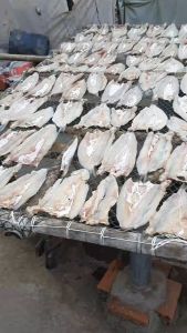 Khô Cá Mối Trắng Loại 1-Khô Xẻ To  VỰA KHÔ MINH TRIẾT hải sản cà mau vị vừa ăn- Vựa Khô Minh Triết