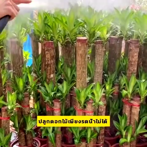 7วันรากเน่าเร่งรากเร่ง น้ำยาเร่งราก 500ml สูตรเข้มข้น การรักษาอย่างรวดเร็วสารอาหารสูงเร่งดอกใบเร่งรากไม่เผาสามารถใช้กับพ