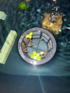 กระชังขังปลาแรกเกิด DIY ลอยน้ำได้