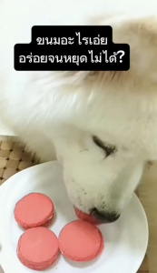 คอร์สทำขนมสุนัขโฮมเมด สูตร SUPERM DOGS BISCUITS