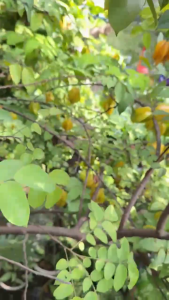 pupuk booster belimbing 100ml - mempercepat pertumbuhan dan pembugahan