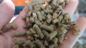 Máy làm cám chim tại nhà giá tốt nhất 2025