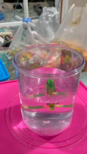 soft frog berdiri fortuna lure ukuran 55cn dan 5cm berat 6g dan 5gram