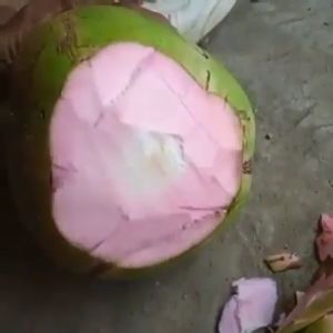 BIBIT KELAPA WULUNG GENJAH - BIBIT KELAPA WULUNG - KELAPA SABUT MERAH - BIBIT KELAPA SABUT MERAH