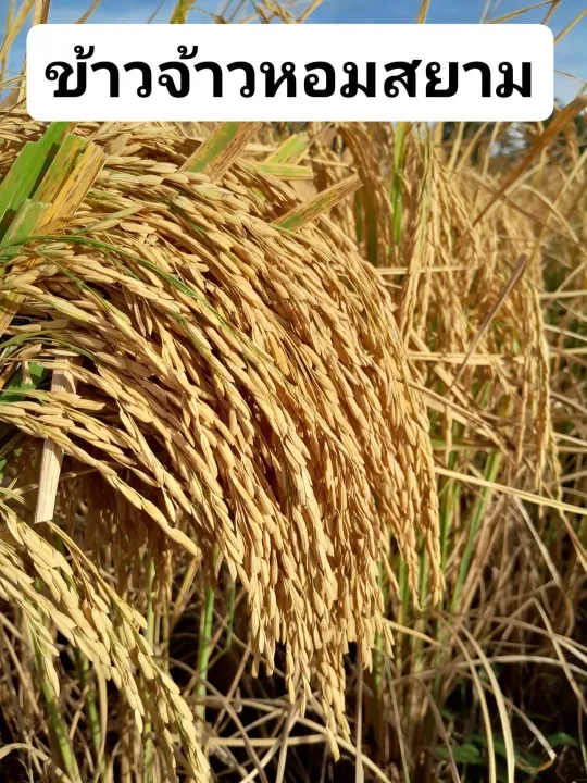 พันธุ์ข้าวหอมสยาม เมล็ดพันธุ์ใหม่ ต้นเตี้ย