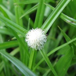 1kg Cỏ Bạc Đầu Tươi Hút Chân Không ( Thuốc Nam ) chỉ Ship Ở miền Nam
