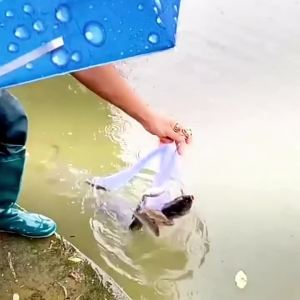 1PC Lưới Đánh Cá Phát Sáng Có Lò Xo Đồng Đa Kích Thước Lưới Bẫy Cá Dành Cho Shoal Cast Fishing Không Cần Móc