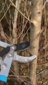 Kìm cắt cành cộng lực Kéo cắt cành to tăng kích thước cán lưỡi SK5 C21