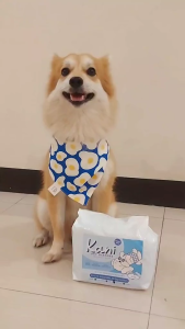 PurPaws Pet Diaper Dog Diaper Male Dog Female Dog Belly Wrap Full Wrap (10 pcs per pack) Premium Diaper