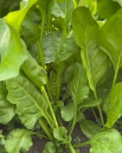 Hạt Giống Cải Bó Xôi(Rau Chân Vịt) | Dễ trồng dễ chăm sóc