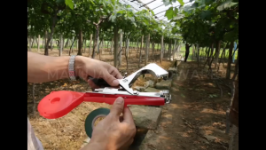Nursery Grafting Tape 35meter 1cm Tape Khawin Pokok Tahan Lasak Parafilm Fruit Tree Grafting Film 嫁接膜 Moisture Barrier