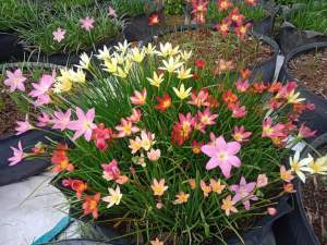 ดอกบัวดินคละสี1ชุด10หัวไม้ดอก❣️🌺🌷ไม้ประดับ