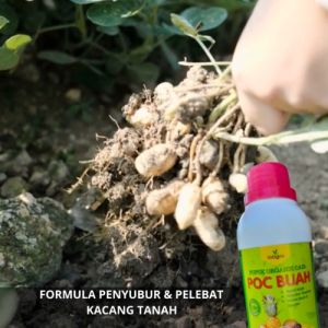 Pupuk Cair Untuk Tanaman Kacang Tanah / Pupuk Buah Untuk Kacang Tanah / Obat Penyubur Kacang Tanah