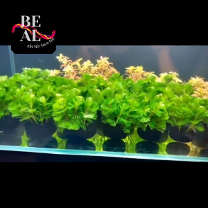 Mua 5 tặng 1 Bí Mật Xanh: Giá Thể Đặc Biệt Cho Cây Thủy Sinh Kích Cỡ 7cm - Làm Nên Bể Cá Hoàn Mỹ