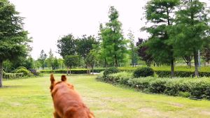 PC-845 สายจูง (ไม่มีตัวปรับขนาด) ไนล่อนของสัตว์เลี้ยง สุนัข หมา แมว ยืดหยุ่น ราคาถูก พร้อมส่ง🐱🐰