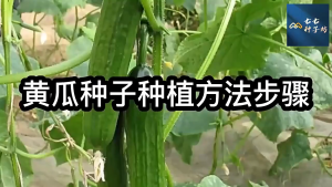 Benih Buah Timun (20 Seeds)/水果黄瓜籽 /Fruit Cucumber Seeds