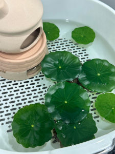 CHONGXIAOSHUAI | Realistic Lotus Leaf Pond Decor Floatation Plant